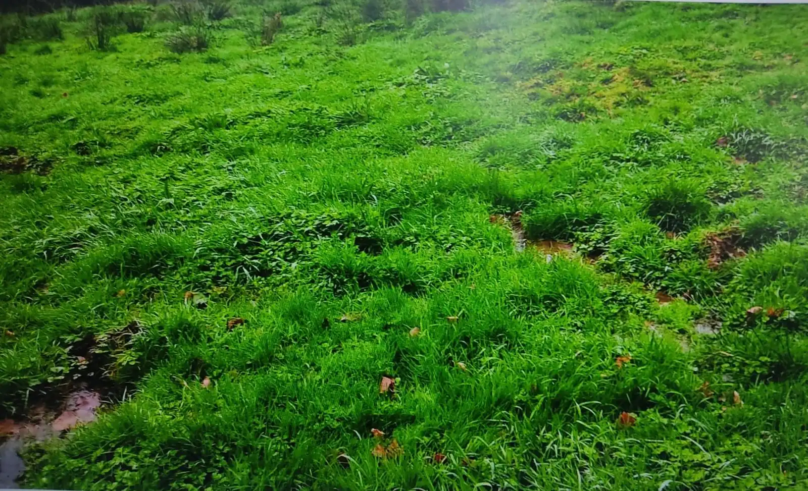 Grundstücke zum Verkauf in Becerreá