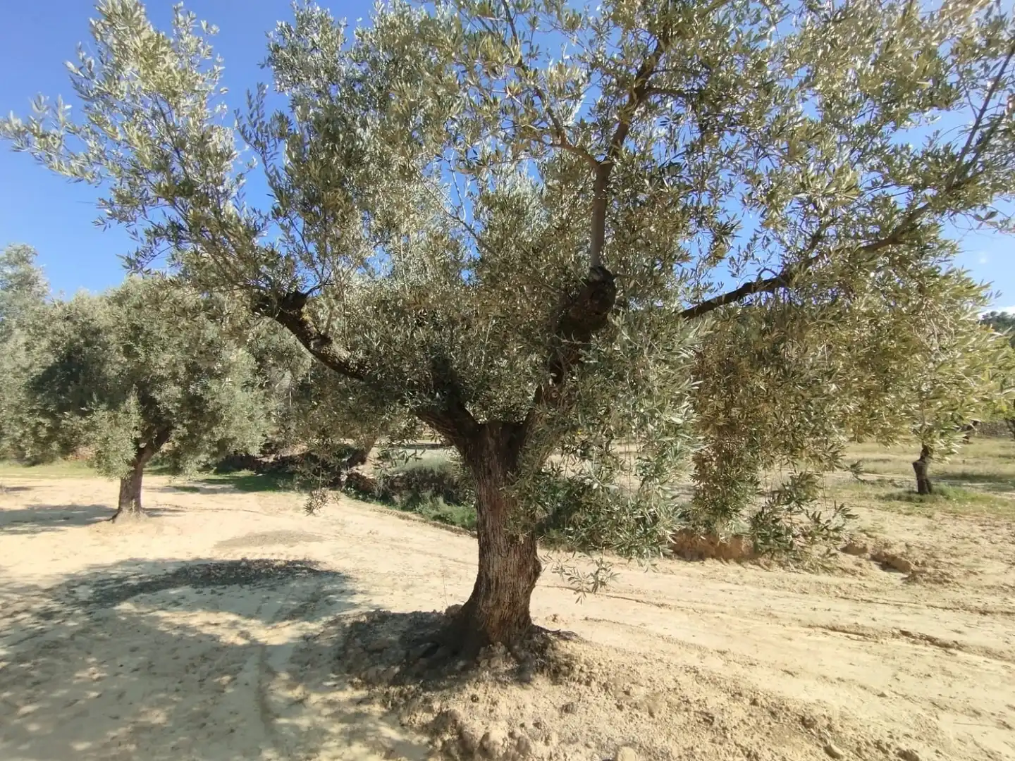 Terreni e lotti in vendita a La Fresneda, imagen 10