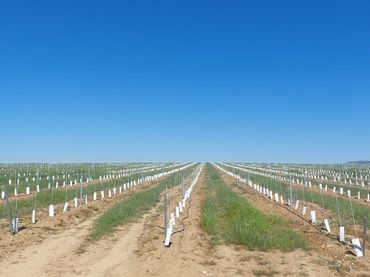 Terreno rustico in vendita a Avenida Elvas