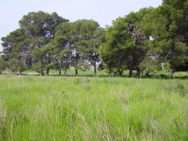 Residential land for sale in Calle Rafael Balaguer 75, imagen 9