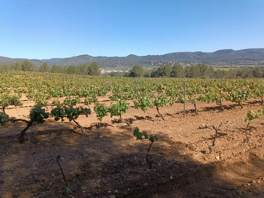 Rustikales Grundstück zum Verkauf in Sant Julià, imagen 8