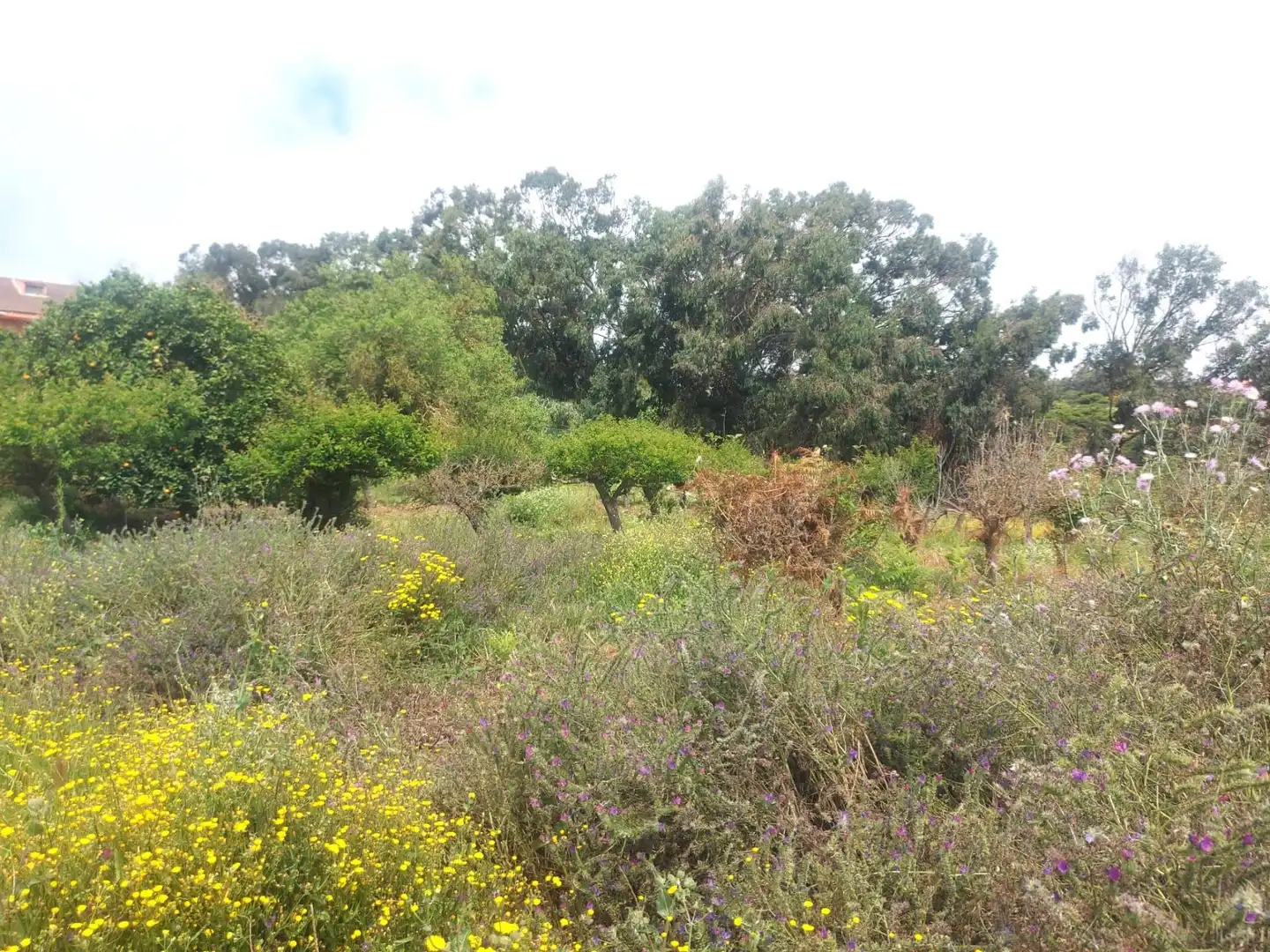 Finca rústica en venta en El Rosario con Jardín privado, Terraza y Alarma