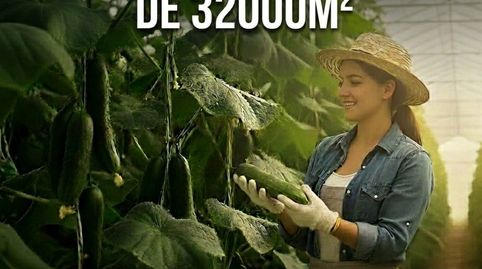 VENTA DE INVERNADERO EN TIERRAS DE ALMERIA DE 32000M.