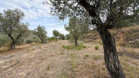Venta parcela rustica en FachecaAlicante, immagine 2