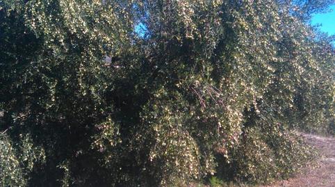 Foto 5 von Grundstücke zum Verkauf in C/ Assagador, Benicolet, Valencia