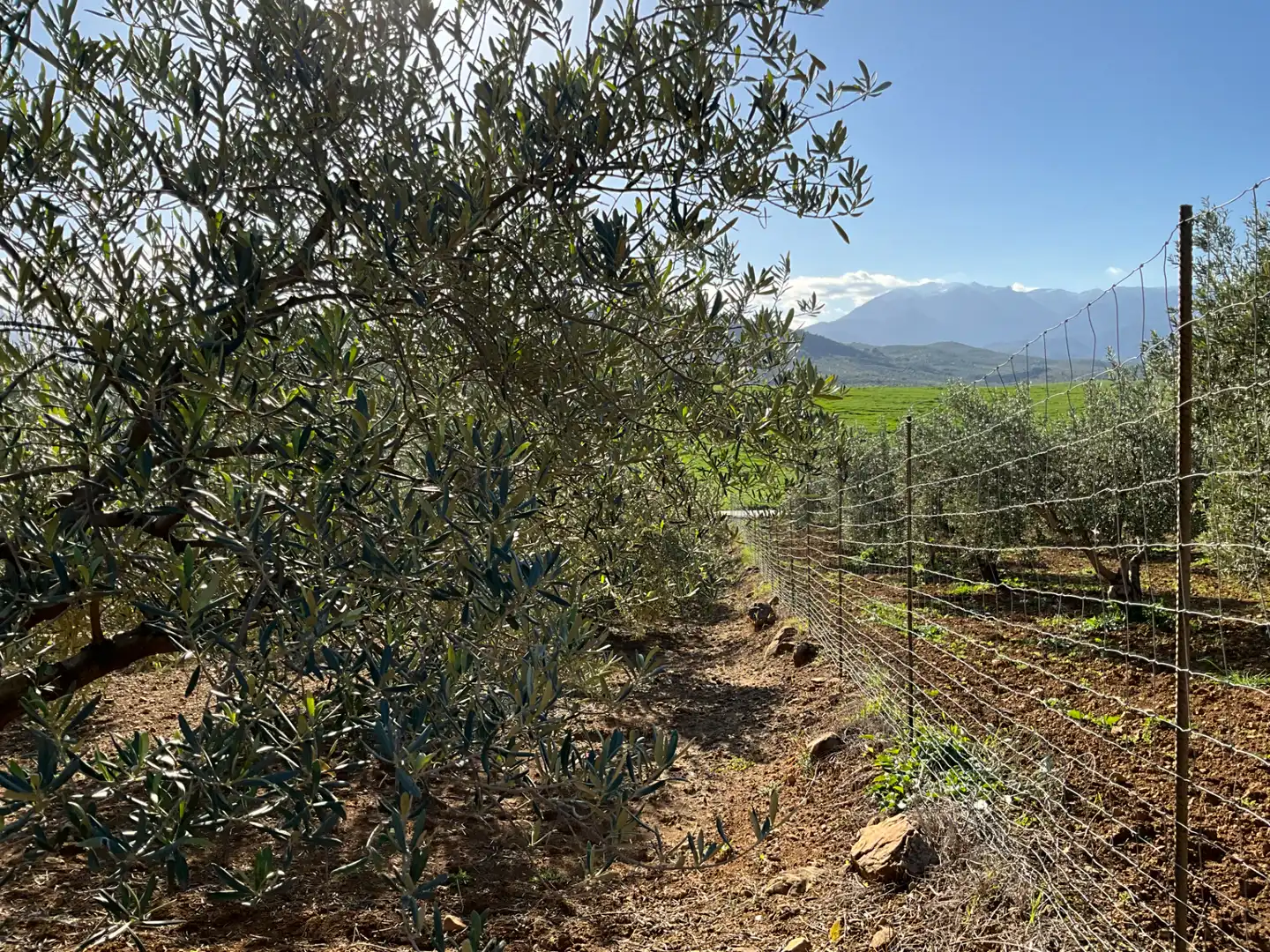Jardín de Terreno en venta en Alozaina