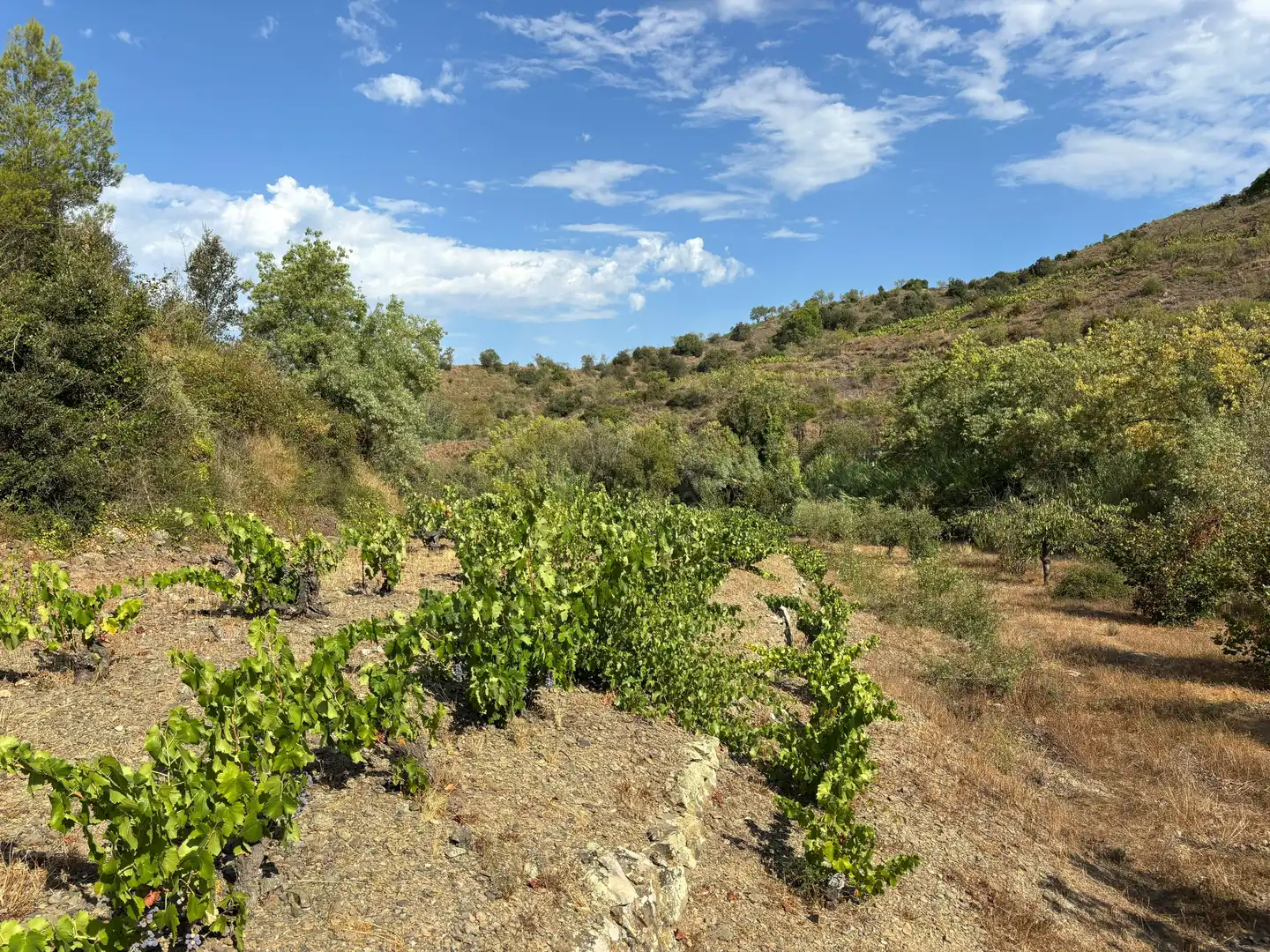Terreno rústico en venta en Porrera, imagen 11