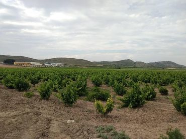 Terreno rustico in vendita a Jumilla