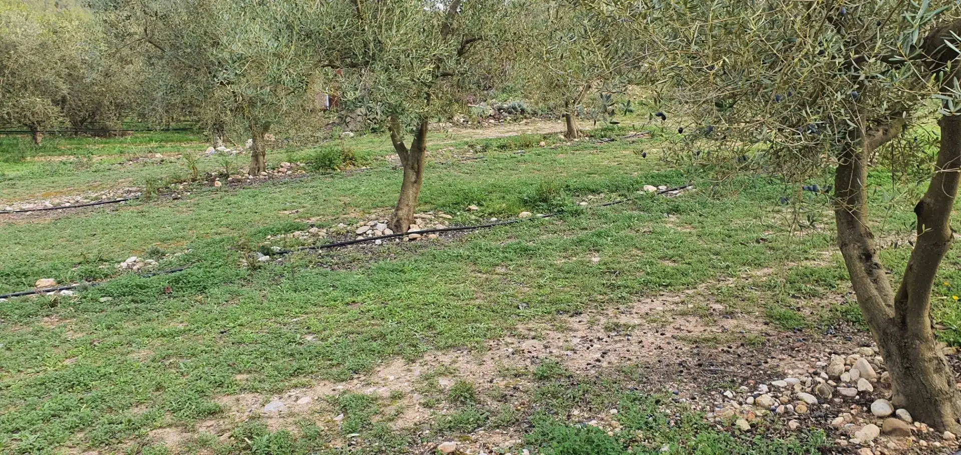 Rural land for sale in Ginestar, imagen 4