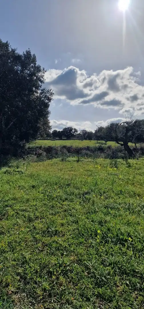 Rustikales Grundstück zum Verkauf in Llubí, imagen 9