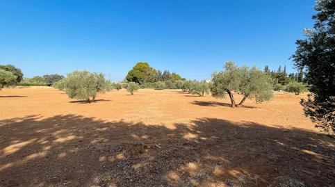 Photo 4 of Land for sale in Carretera Yedra, Baeza, Jaén