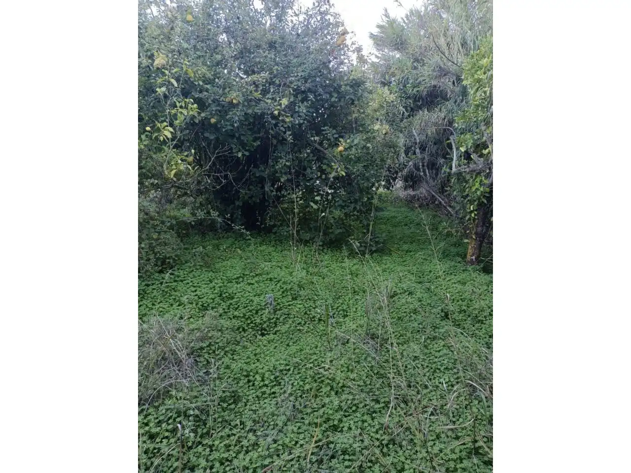 Terreno rustico in vendita a Calle montesol 50, imagen 9