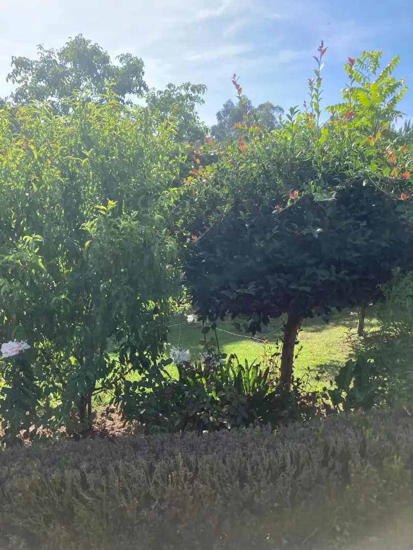 Jardí de Casa o xalet en venda en Dorneda
