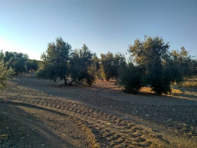 Terreno en Venta en TERMINO DE BAENA  en Baena