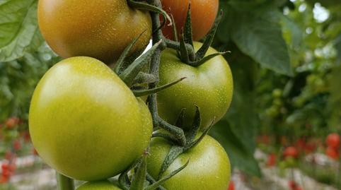 Photo 3 of Land for sale in N/a, -1, San José, Almería