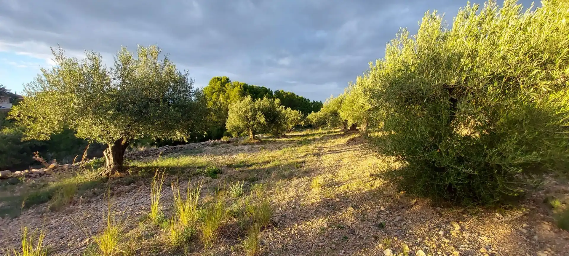 Rural land for sale in Miami Platja, imagen 8