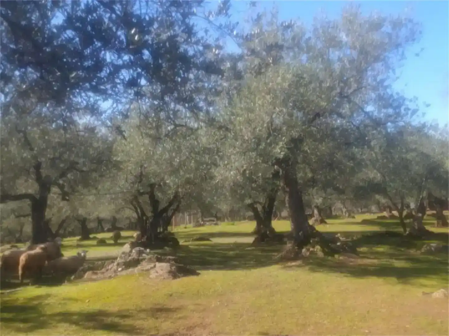 Jardí de Finca rústica en venda en Zufre