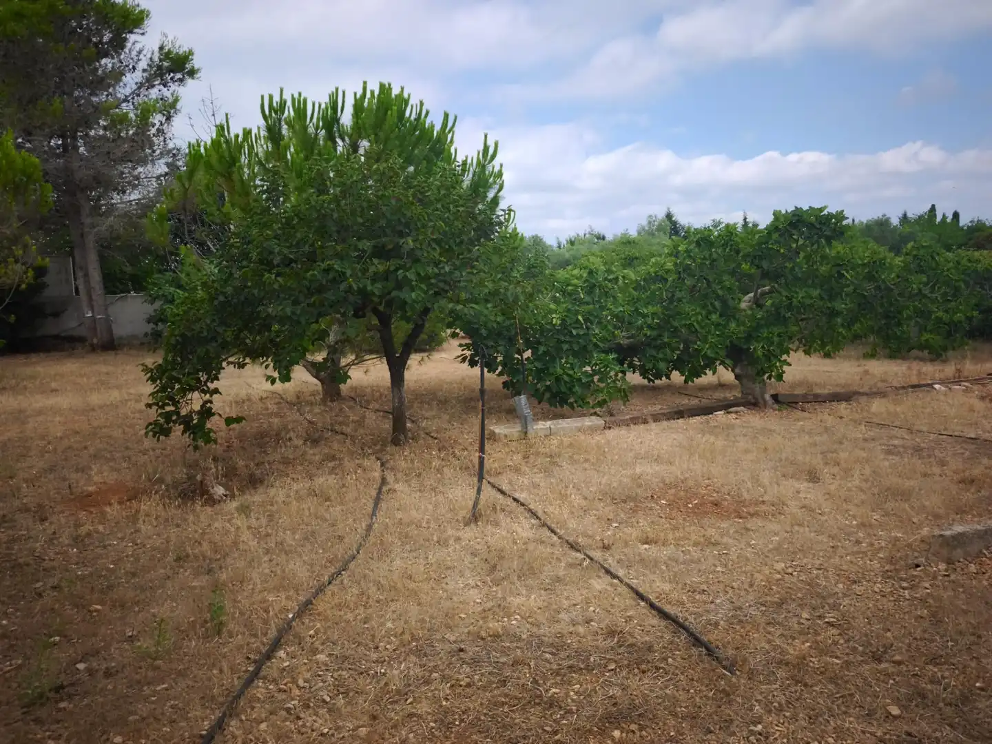 Finca rústica en venda en Masdenverge amb Jardí privat, Traster i Moblat