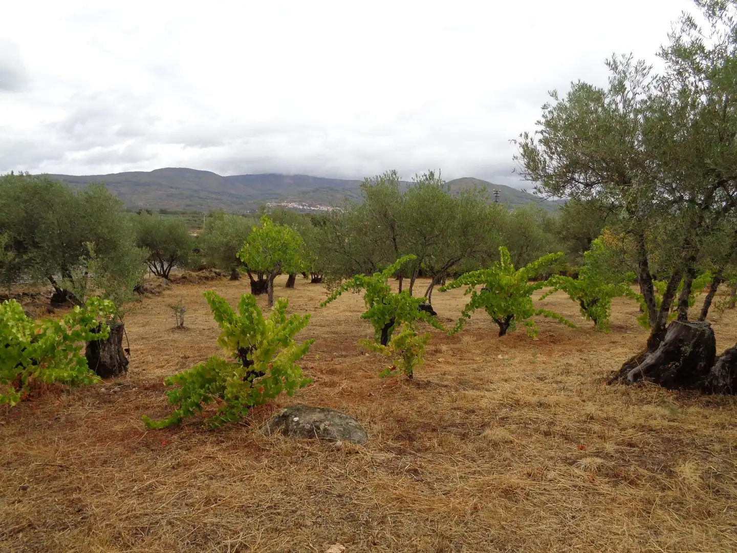 Residential for sale in Carretera de Pasaron, Tejeda de Tiétar