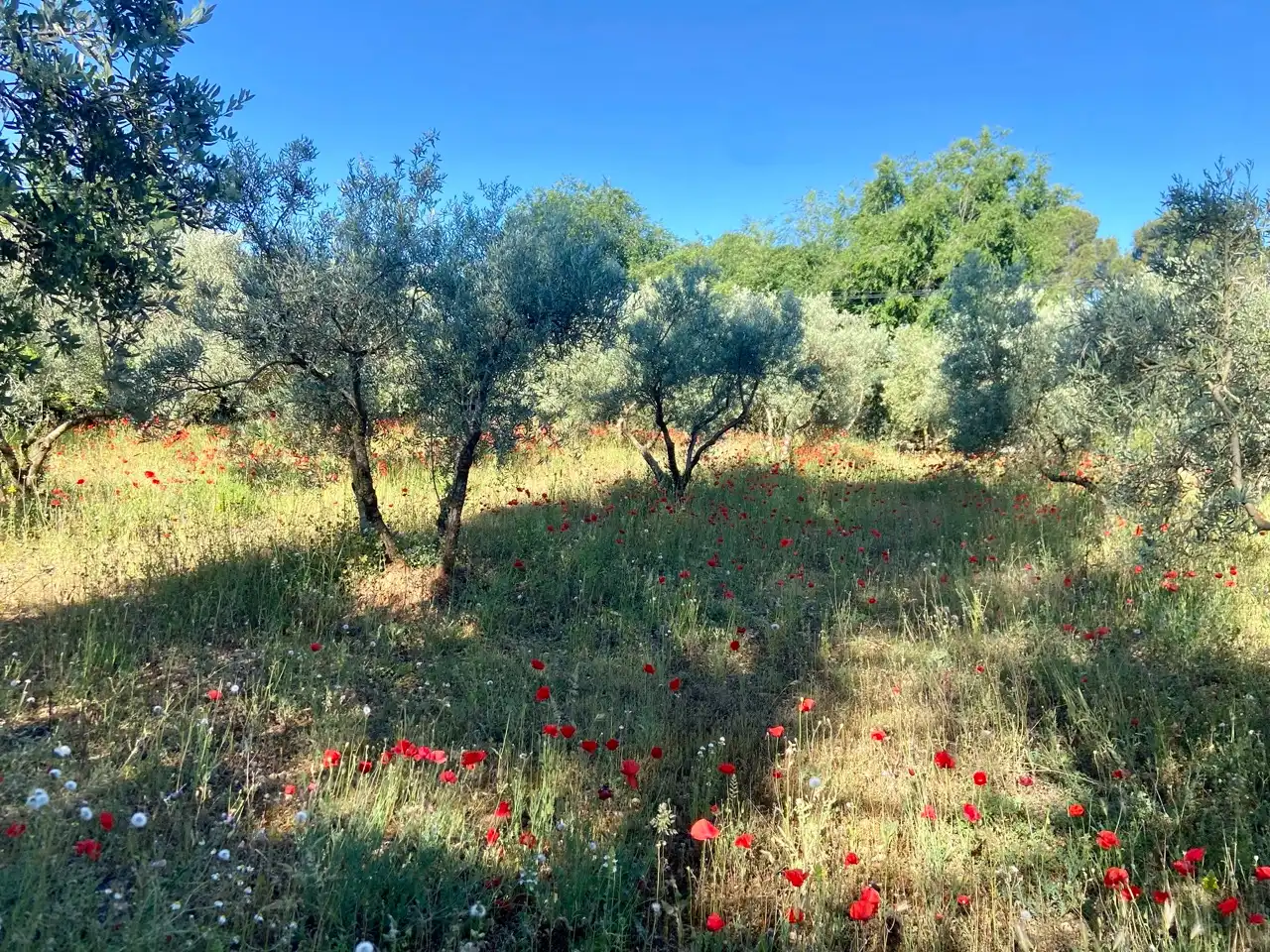 Xalet amb jardí en venda a Camino del Calvario, imagen 12