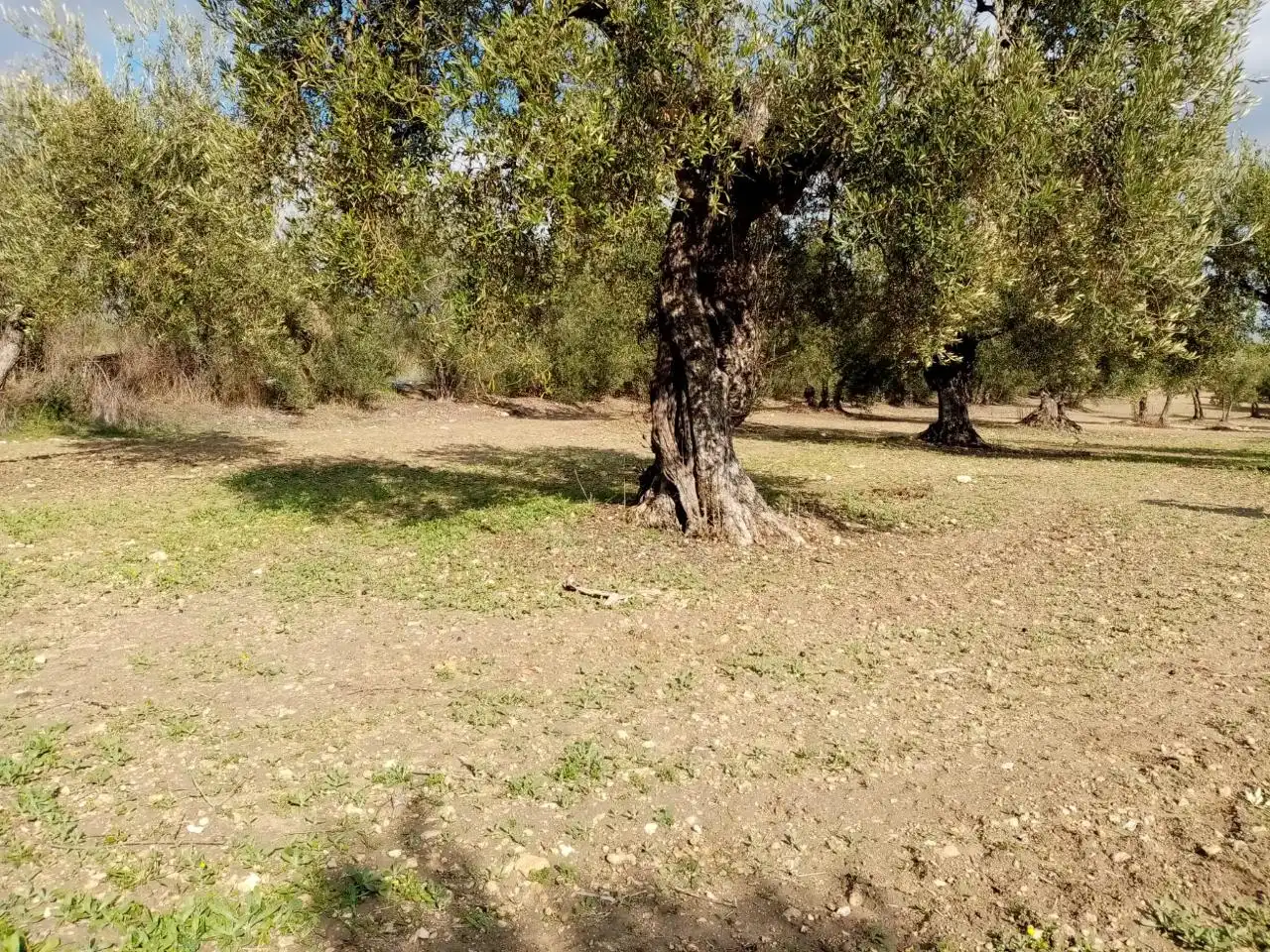 Rural land for sale in Arahal, imagen 5