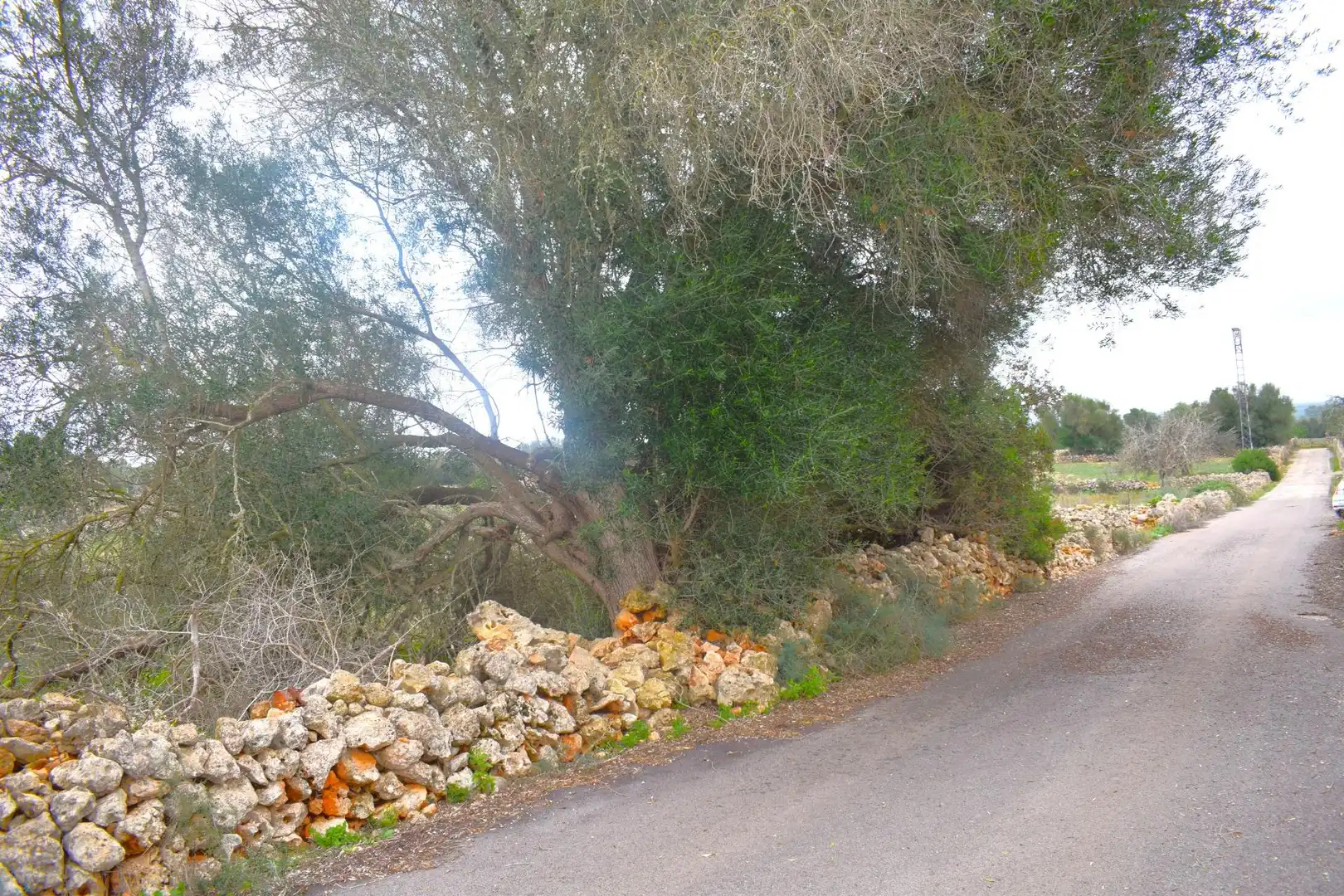 Wohnbaugrundstück zum Verkauf in Santa Margalida Poble, imagen 16