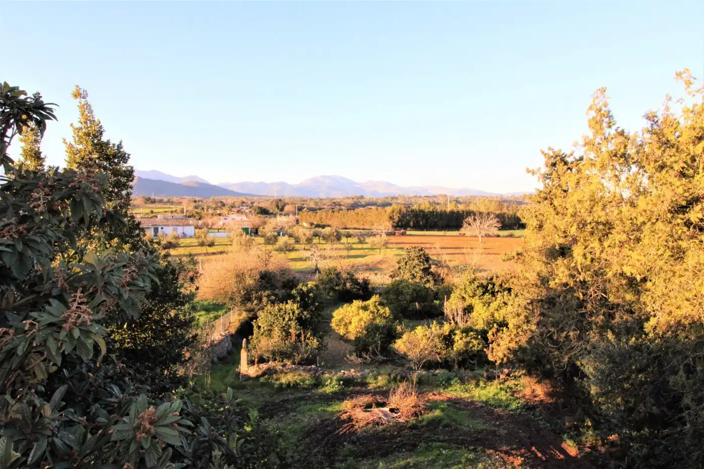 Casa rústica con piscina en venta en Llubí, imagen 4