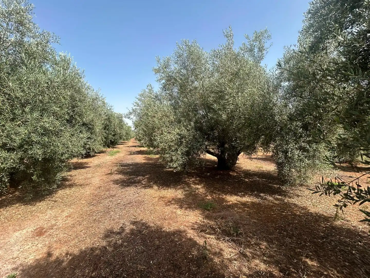 Country homes for sale in Antequera  with Private garden, Storage room and Swimming Pool