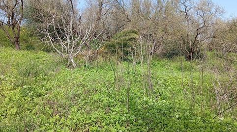Foto 2 de Finca rústica en venda a Los Franceses – La Vega, Chiclana de la Frontera