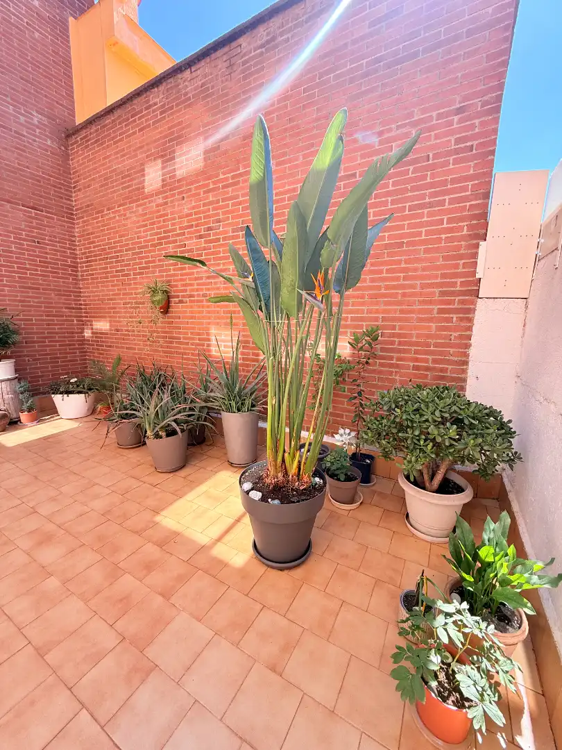 Terraza de Casa adosada en venta en San Sebastián de los Reyes con Aire acondicionado, Calefacción y Jardín privado