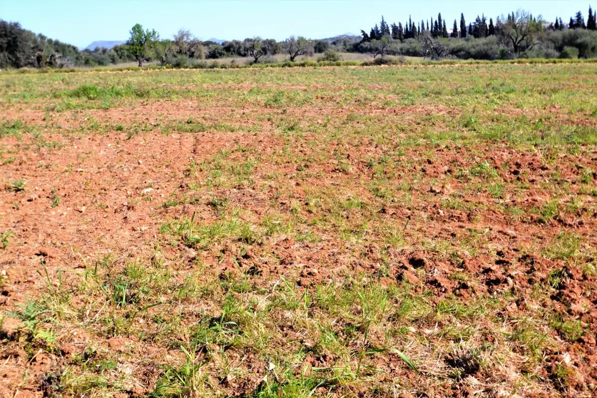 Rural land for sale in Muro, imagen 11