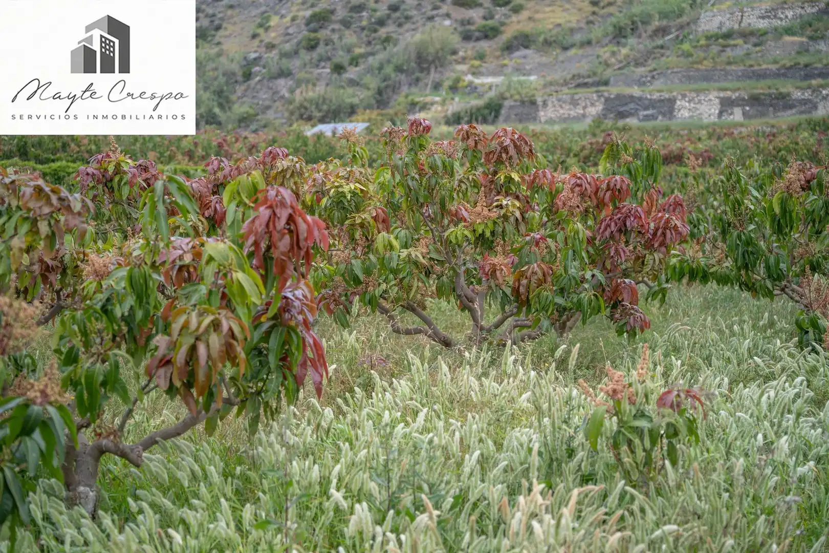 Terreni e lotti in vendita a CARRETERA MALAGA (CAL) 74, imagen 72