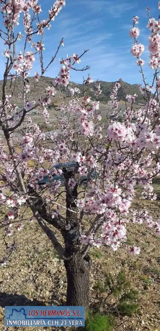 Jardín de Finca rústica en venta en Vélez-Rubio