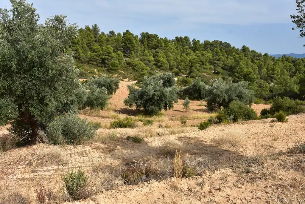 Terreni e lotti in vendita a La Fresneda, imagen 4