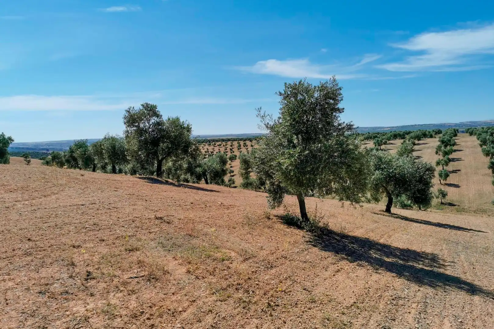 Terreni e lotti in vendita a LLANO SALVIAR Polígono: 13, Parcela: 209 y 277, imagen 3