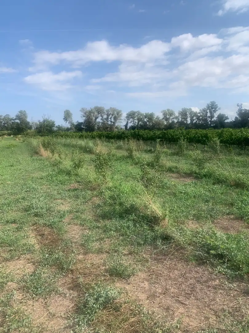 Terreno rustico in vendita a Ginestar, imagen 3