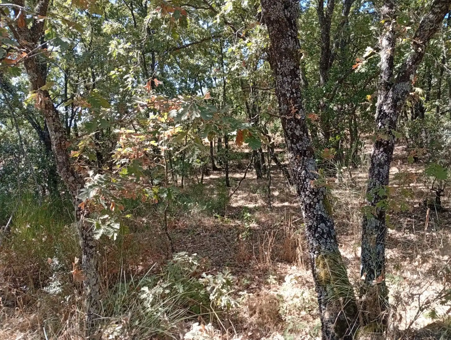 Terreni e lotti in vendita a Villanueva de la Vera, imagen 58