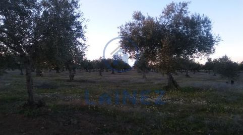 Olivar de 6 hectáreas en el municipio de Valsequillo provincia de Córdoba, 2 hectáreas de labor, resto de olivar  a pie de camino,, Bild 2