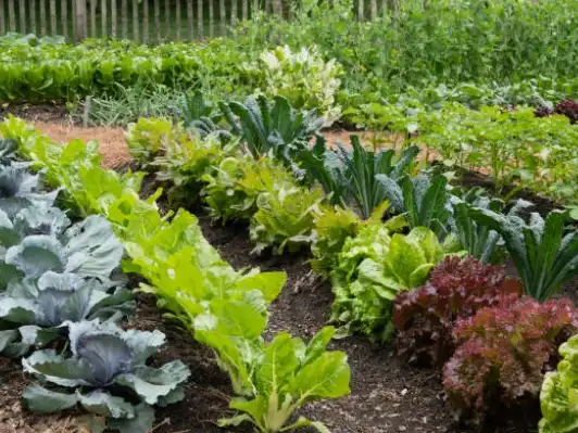 Garten von Grundstücke zur Miete in Tarragona