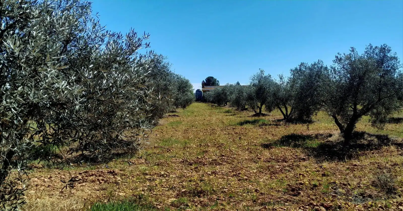 Rural land for sale in Valdepeñas, imagen 5