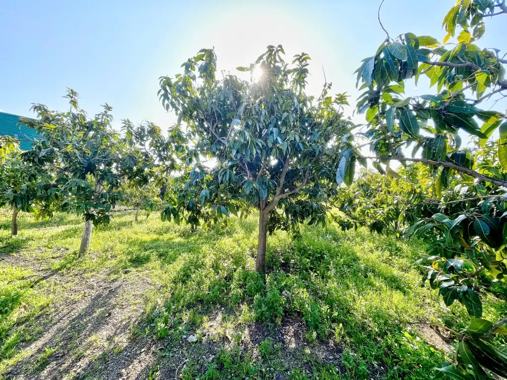 Casa rústica amb jardí en venda a Vélez-Málaga ciudad, imagen 24