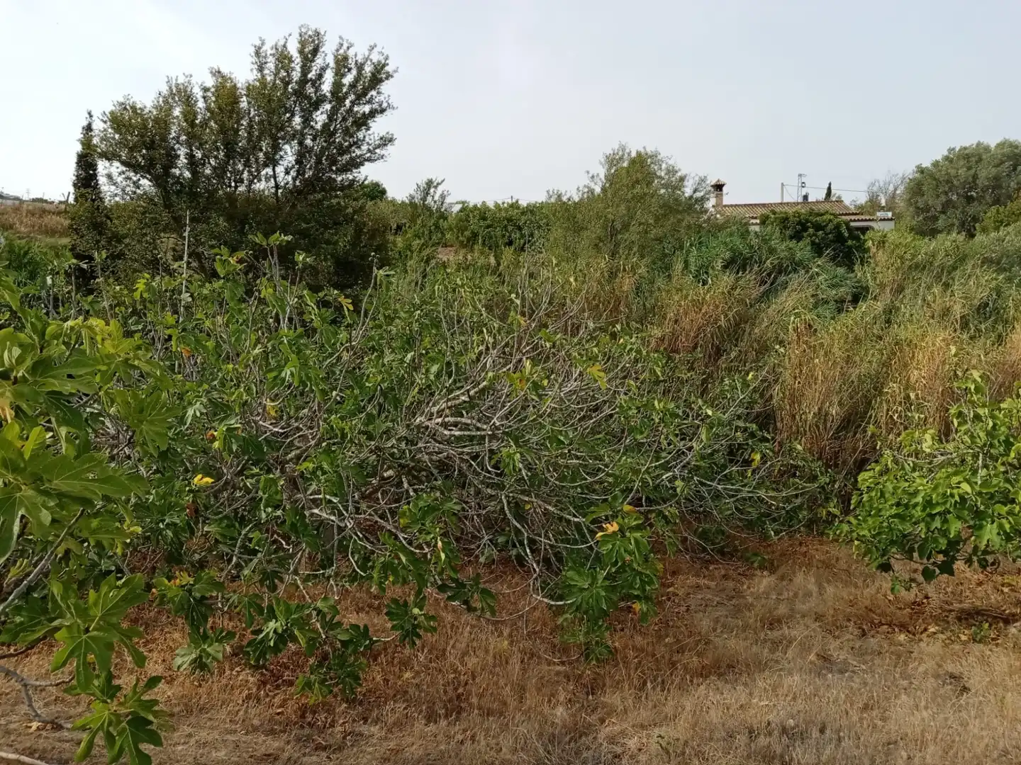 Terreny rústic en venda a Medina Sidonia, imagen 15