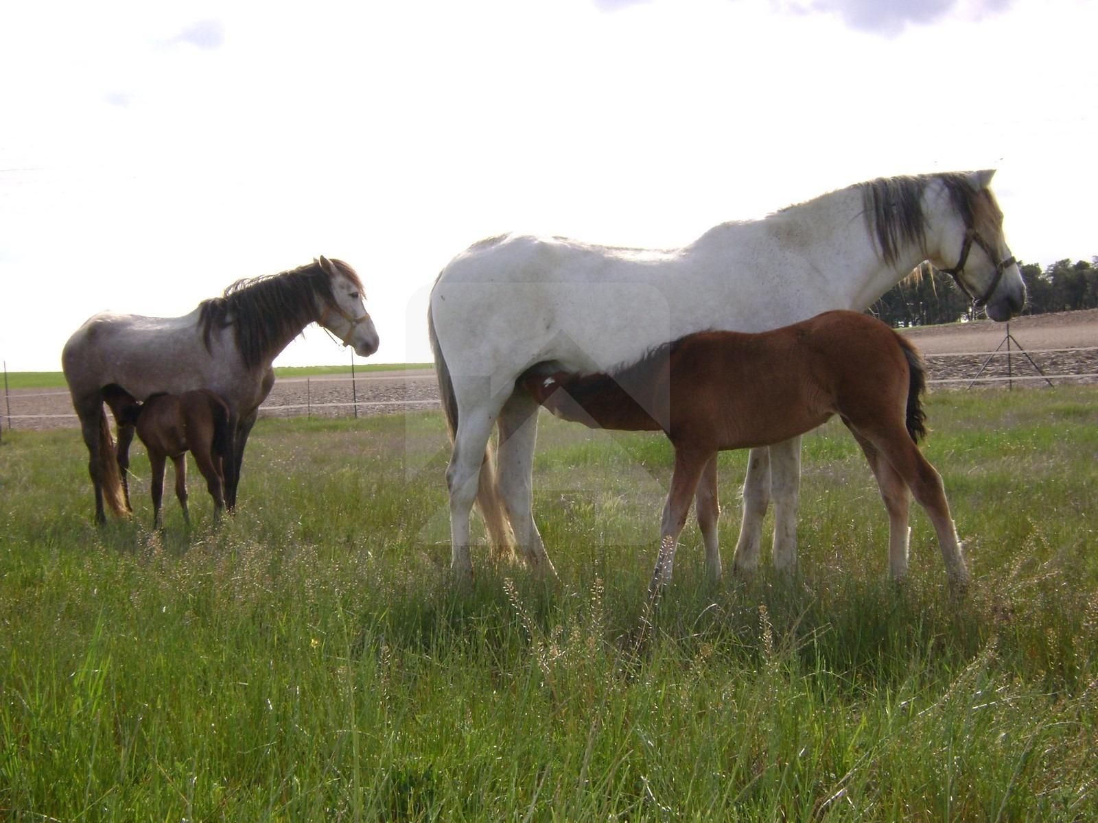 Finca rústica en venda a  EXTRARRADIO, Palacios de Goda
