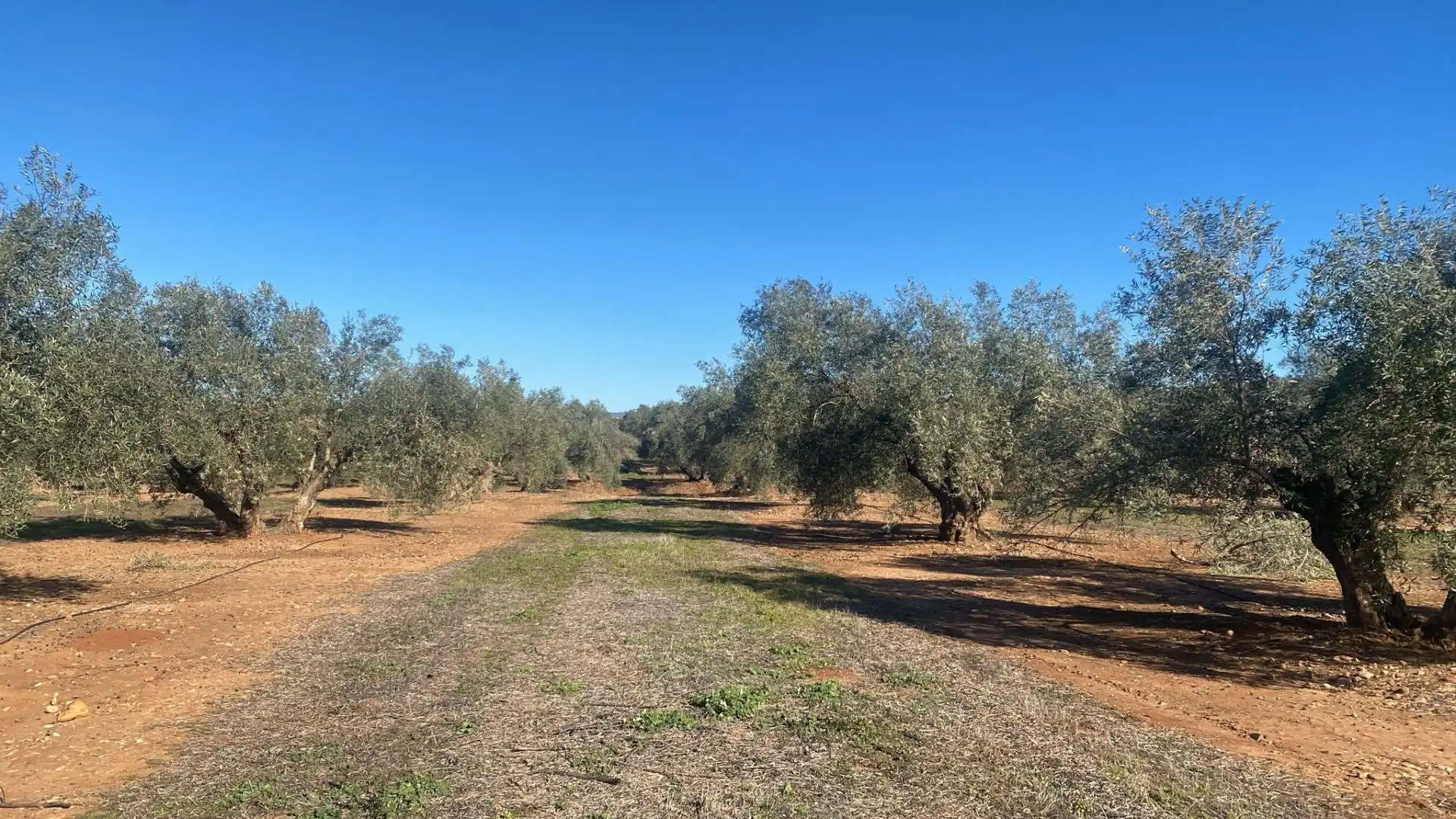 Terreni e lotti in vendita a Jabalquinto, imagen 5