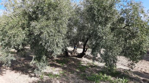 Finca de olivar en Benamejí, immagine 2