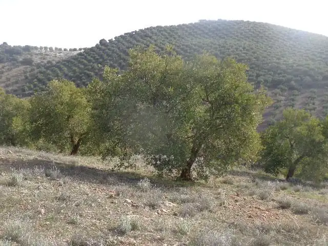Terreni e lotti in vendita a Huelma, imagen 10