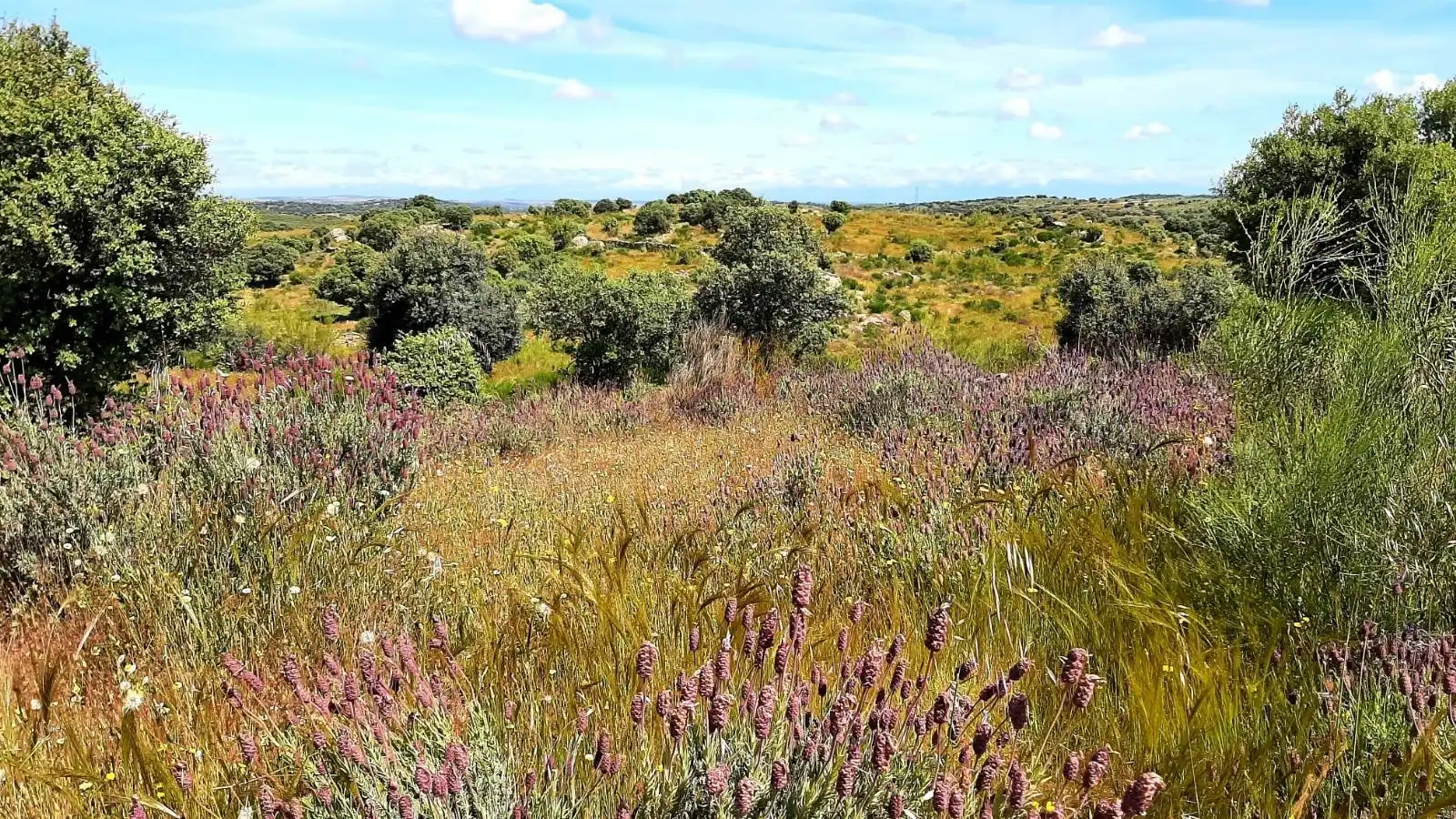 Terreni e lotti in vendita a Villar del Pedroso