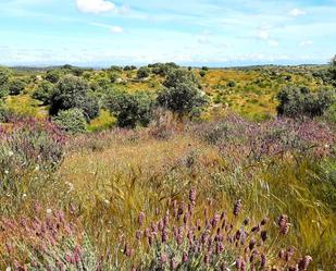 Land for sale in Villar del Pedroso