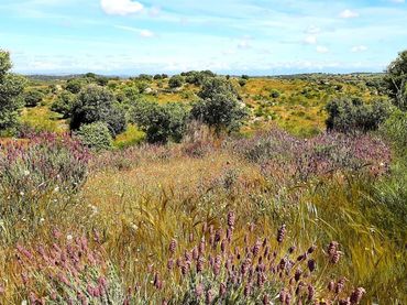 Terreny rústic en venda a Villar del Pedroso
