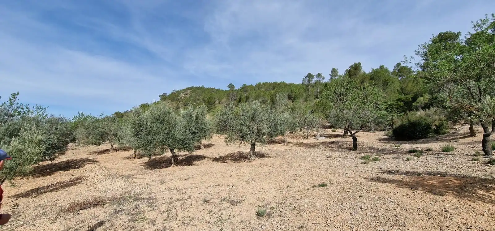 Casa rústica en venta en Cortes de Pallás, imagen 29
